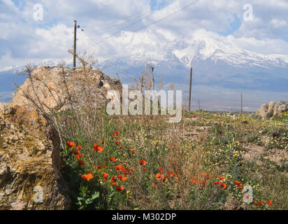 Champ de coquelicots et les pentes dans la campagne arménienne près de la frontière turque par le monastère de Khor Virap, le Mont Ararat dans l'arrière-plan Banque D'Images