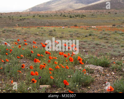 Le printemps dans le sud des montagnes de l'Arménie près de la frontière turque, les coquelicots et les pentes de terrain à colorier Banque D'Images