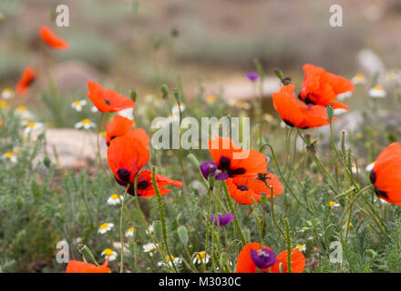 Le printemps dans le sud des montagnes de l'Arménie près de la frontière turque, les coquelicots et les pentes de terrain à colorier Banque D'Images