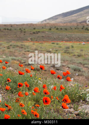 Le printemps dans le sud des montagnes de l'Arménie près de la frontière turque, les coquelicots et les pentes de terrain à colorier Banque D'Images