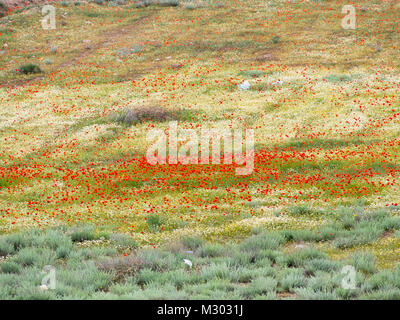 Le printemps dans le sud des montagnes de l'Arménie près de la frontière turque, les coquelicots et les pentes de terrain à colorier Banque D'Images