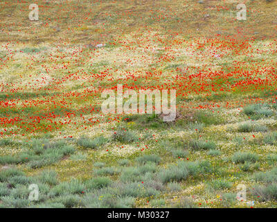 Le printemps dans le sud des montagnes de l'Arménie près de la frontière turque, les coquelicots et les pentes de terrain à colorier Banque D'Images