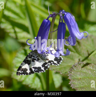 D'argent et de sable (nectar) hastate Phragmatobia sur une Bentley à bluebell Wood dans le Hampshire, au Royaume-Uni, au cours des mois de mai Banque D'Images