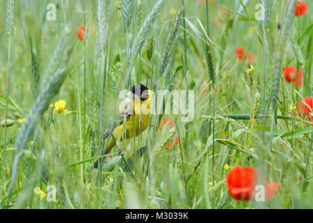 À tête noire (Emberiza melanocephala) perché dans une prairie de fleurs sauvages avec des coquelicots dans le Nord de la Grèce Banque D'Images