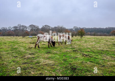 Brun et blanc deux vaches qui paissent sur les pâturages en hiver. Pris sur une promenade dans la forêt dans l'Essex. Banque D'Images
