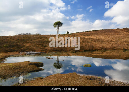 Le paysage du parc national New Forest - Ciel bleu et nuages blancs relected dans un étang des Landes - Hampshire, au Royaume-Uni Banque D'Images