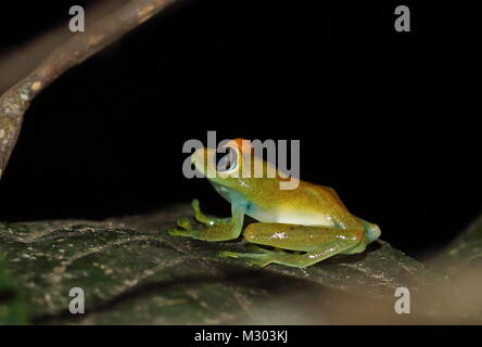 Bott's grenouille aux yeux brillants (Boophis bottae) adulte au repos sur la feuille, à la nuit, endémique de Madagascar Madagascar Perinet, octobre Banque D'Images