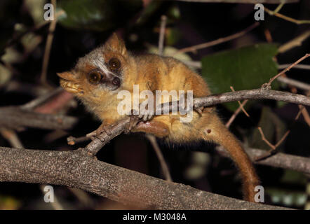 Lémurien Souris brun-doré (Microcebus ravelobensis) Direction générale des adultes sur la nuit, les espèces menacées d'Ampijoroa Station forestière, Madagascar Novembre Banque D'Images