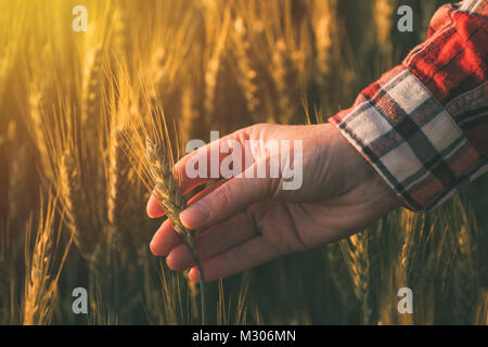 Main de femme agronome en champ de blé, le mûrissement des cultures céréalières d'agriculteur ear Banque D'Images