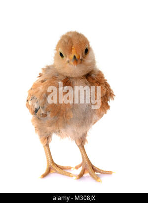 Barbu d'Anvers chick in front of white background Banque D'Images