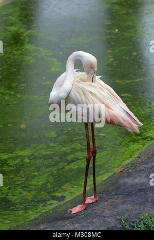 Flamant rose est à se lisser ses plumes sur le bord de l'étang Banque D'Images
