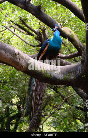 Peacock est assis sur une grosse branche d'un arbre Banque D'Images