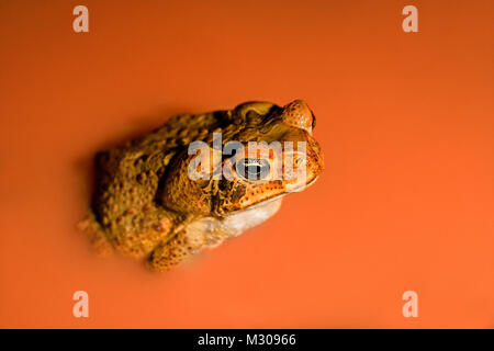 Le Suriname, Brownsweg Brownsberg, parc national. Cane Toad (Bufo marinus). Dans la piscine de la latérite.