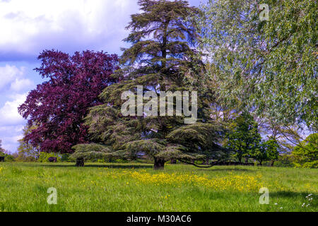 La pruche de l'Ouest (Tsuga heterophylla) sapin et hêtre pourpre (Fagus sylvatica) arbres en prairie avec dans forgrand flowes jaune Banque D'Images