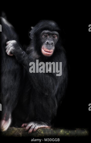 Jeune chimpanzé à la réflexion Banque D'Images