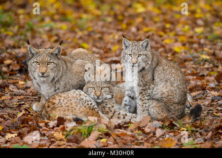 Le Lynx d'Eurasie, Lynx lynx, femme avec deux chatons, Germany, Europe Banque D'Images