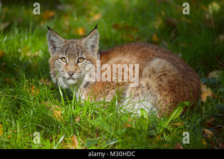 Le Lynx d'Eurasie, Lynx lynx, chaton, Germany, Europe Banque D'Images