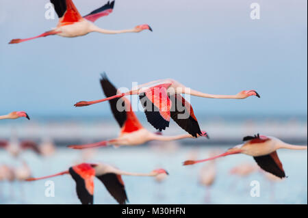 Flamingo, grand Européen, Flamingo Phoenicopterus roseus, en vol, au crépuscule, des Saintes-Maries-de-la-Mer, Parc naturel régional de Camargue, Languedoc Roussillon, France Banque D'Images