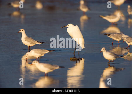 L'aigrette garzette, Egretta garzetta, et Mouette, Chroicocephalus ridibundus, des Saintes-Maries-de-la-Mer, Parc naturel régional de Camargue, Languedoc Roussillon, France Banque D'Images