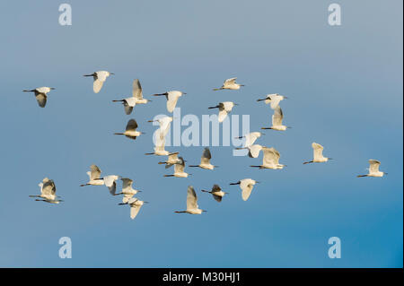 L'aigrette garzette, Egretta garzetta, en vol, des Saintes-Maries-de-la-Mer, Parc naturel régional de Camargue, Languedoc Roussillon, France Banque D'Images