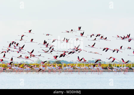 Flamingo, grand Européen, Flamingo Phoenicopterus roseus, en vol, des Saintes-Maries-de-la-Mer, Parc naturel régional de Camargue, Languedoc Roussillon, France Banque D'Images