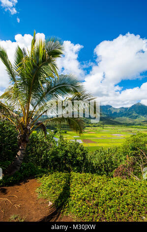 Hanalei Taro champs près de l'île de Kauai, Hawaii Banque D'Images