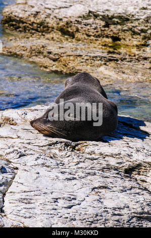 Fourrure (Callorhinus ursinus), Péninsule de Kaikoura, île du Sud, Nouvelle-Zélande Banque D'Images