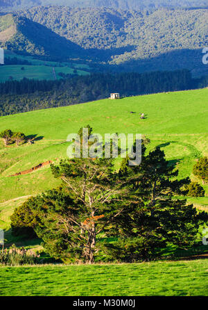 Beaux paysages de l'arrière-pays de Northland, North Island, New Zealand Banque D'Images