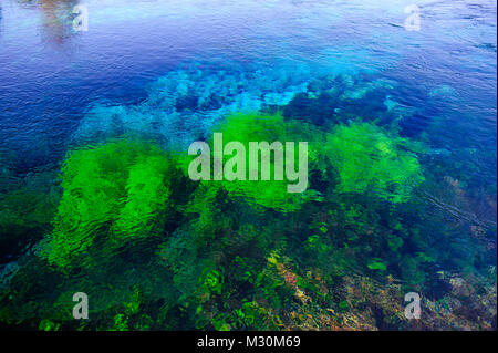 Te Waikoropupu springs déclaré comme sources d'eau douce la plus claire dans le monde, Takaka, Golden Bay, île du Sud, Nouvelle-Zélande Banque D'Images