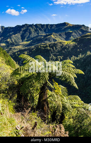 Au cours de la rivière Whanganui oublier dans le lsuh gree campagne, rivière Whanganui road, North Island, New Zealand Banque D'Images