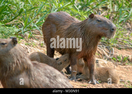 Les Capybaras (Hydrochoerus hydrochaeris), originaire d'Amérique du Sud, sont le plus grand rongeur du monde. Banque D'Images