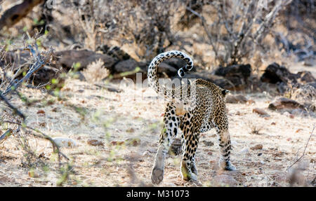 Vue arrière d'un adult African Léopard, Panthera pardus, montrant son scrotum et les testicules, Buffalo Springs Game Reserve, Samburu, Kenya, Afrique de l'Est Banque D'Images