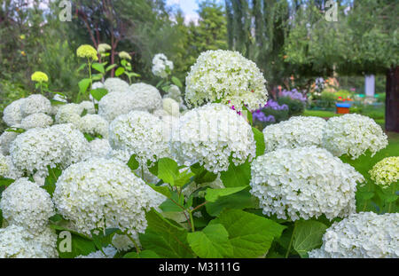 Hydrangea macrophylla dans un jardin. Banque D'Images