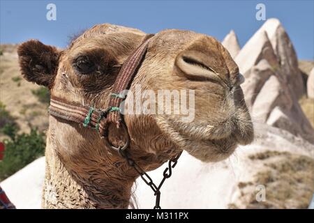 Un chameau pour payer les touristes à monter rapidement à la Cappadoce en Turquie, 23 juillet 2017 Banque D'Images