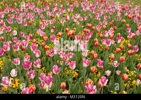 Paysage magnifique au printemps Banque D'Images