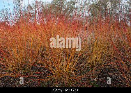 'Midwinter Fire' Cornus sanguinea cornouiller/. Les couleurs orange et rouge vif vient de donner la couleur dans l'hiver et au début du printemps. Banque D'Images