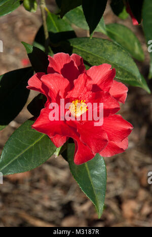 Camellia 'Freedom Bell' avec des semi-doubles rouge fleurs profuse, seul ou grappes. Des fleurs tout au long de l'hiver/printemps, max-Janvier/Février Banque D'Images