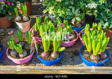 Plantes Jacinthe (Hyacinthus) avant la floraison placés dans des pots de couleurs vives Banque D'Images