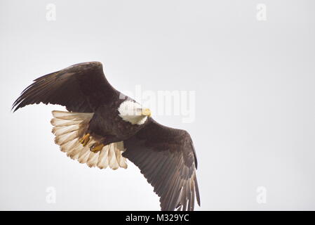 Des profils pygargue à tête blanche (Haliaeetus leucocephalus) voler contre ciel couvert. Près de la baie Boundry, Vancouver, BC, Canada Banque D'Images