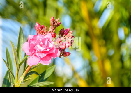 Photo gros plan de belle fleur, oleander Banque D'Images