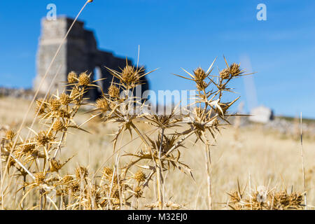 Coton séché thistle fleurs avec le théâtre romain du site archéologique de l'ancienne ville d'Acinipo flou en arrière-plan. Ronda, prov. Banque D'Images