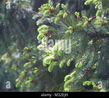 Sapin vert avec des pousses en croissance. Fond fleur pin Banque D'Images