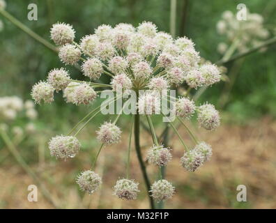 L'eau de la pruche de l'inflorescence des fleurs en ombelles Filipendule vulgaire Banque D'Images