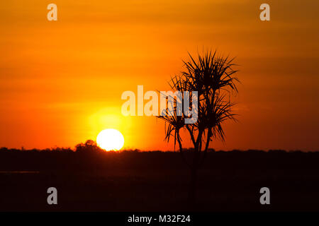 Coucher de soleil derrière les arbres sur les eaux jaune Billabong, Kakadu National Park, Territoire du Nord en Australie. Banque D'Images