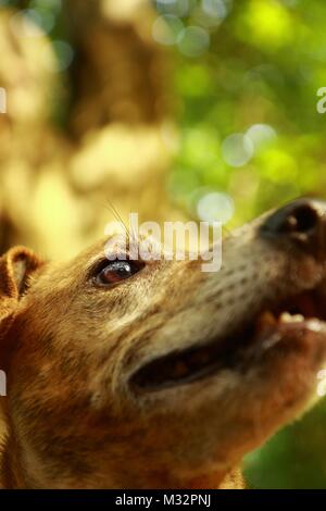 Chien sauvé Milo transférés au Royaume-Uni du Portugal Banque D'Images