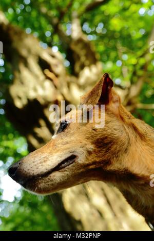 Chien sauvé Milo transférés au Royaume-Uni du Portugal Banque D'Images