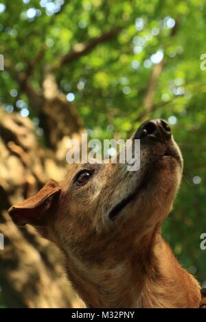 Chien sauvé Milo transférés au Royaume-Uni du Portugal Banque D'Images