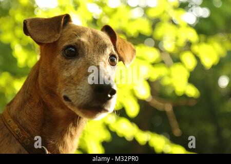 Chien sauvé Milo transférés au Royaume-Uni du Portugal Banque D'Images