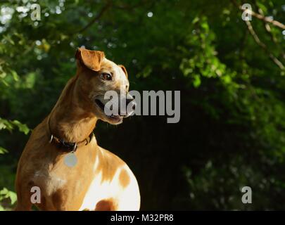 Chien sauvé Milo transférés au Royaume-Uni du Portugal Banque D'Images