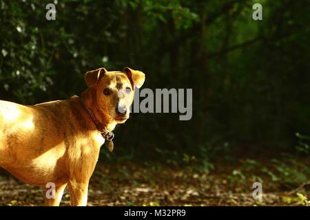 Chien sauvé Milo transférés au Royaume-Uni du Portugal Banque D'Images